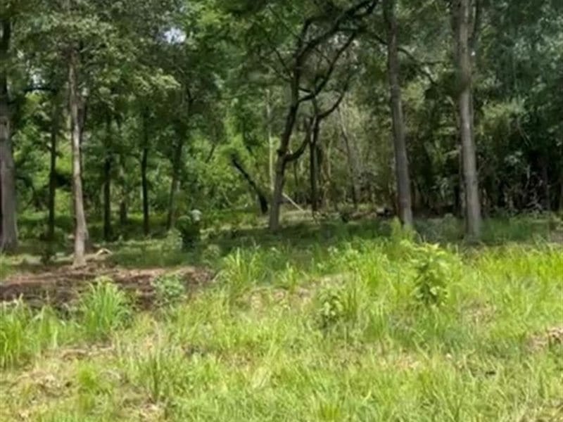 Terreno con árboles altos y un área abierta de pasto